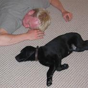 Labrador retriever Cato