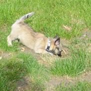 Cairn terrier Niels