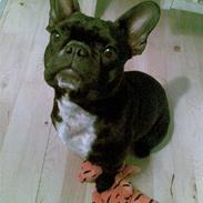 Fransk bulldog Kiwi