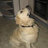 Golden retriever Marco`s samson