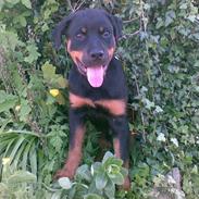 Rottweiler Tyson