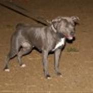 Amerikansk staffordshire terrier canne