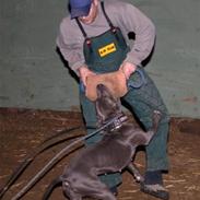 Amerikansk staffordshire terrier canne