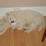 Samojedhund Bella Donna