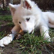 Samojedhund Bella Donna