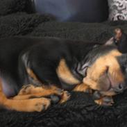 Dvaergpinscher Juta