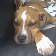 Blanding af racer MULLE