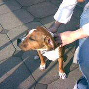 Blanding af racer MULLE