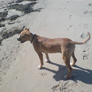 Blanding af racer MULLE