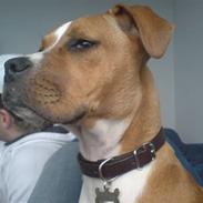 Blanding af racer MULLE