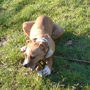 Blanding af racer MULLE