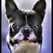 Fransk bulldog Tyson # R.I.P #