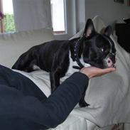 Fransk bulldog Tyson # R.I.P #