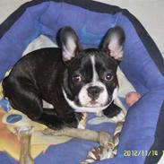 Fransk bulldog Tyson # R.I.P #
