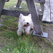 West highland white terrier Sally
