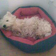 West highland white terrier Sally