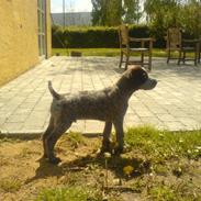 Ruhåret hønsehund Thor