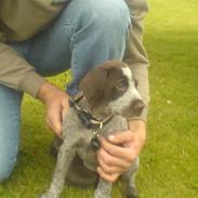 Ruhåret hønsehund Thor