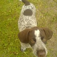 Ruhåret hønsehund Thor