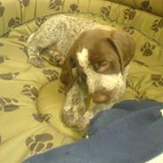 Ruhåret hønsehund Thor