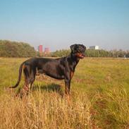 Blanding af racer Snoopy 