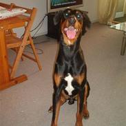 Blanding af racer Snoopy 