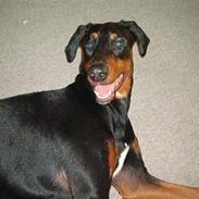 Blanding af racer Snoopy 