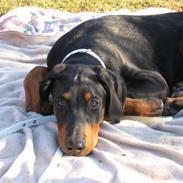 Blanding af racer Snoopy 