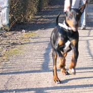 Blanding af racer Snoopy 