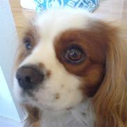 Cavalier king charles spaniel Birkedahls Jerry