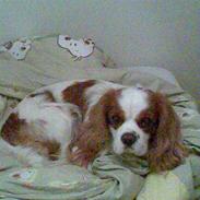 Cavalier king charles spaniel Birkedahls Jerry