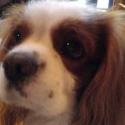 Cavalier king charles spaniel Birkedahls Jerry