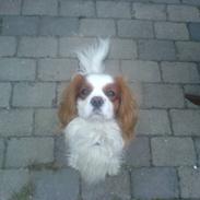 Cavalier king charles spaniel Birkedahls Jerry