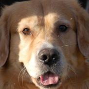 Golden retriever Gizmo RIP 23/6 16
