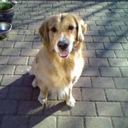 Golden retriever Gizmo RIP 23/6 16