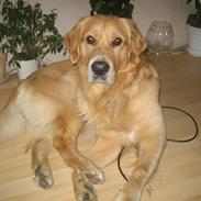 Golden retriever Gizmo RIP 23/6 16