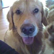 Golden retriever Gizmo RIP 23/6 16