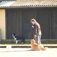 Golden retriever Gizmo RIP 23/6 16