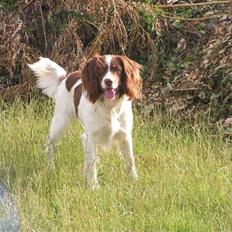 Engelsk springer spaniel Django..