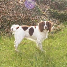Engelsk springer spaniel Django..