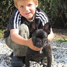 Fransk bulldog Yazzy Kinibox(Julie)