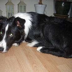 Border collie Hyrdegården Amillo