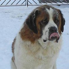 Sankt bernhardshund brutalis