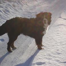 Berner sennenhund BASTIAN