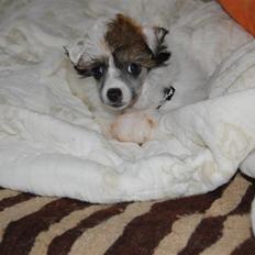 Chinese crested powder puff Sarie