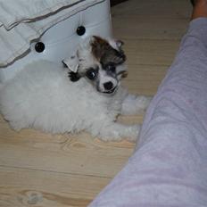 Chinese crested powder puff Sarie