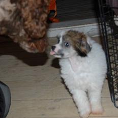 Chinese crested powder puff Sarie