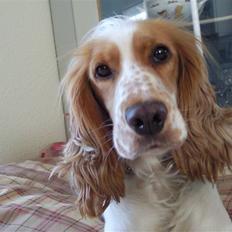 Cocker spaniel Duchess