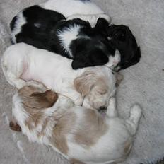 Cocker spaniel Duchess