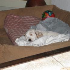 Cocker spaniel Duchess